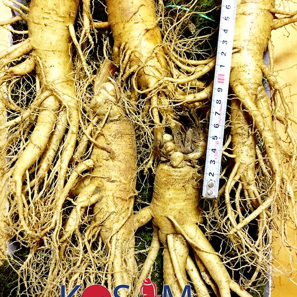 5 roots per kg type 1