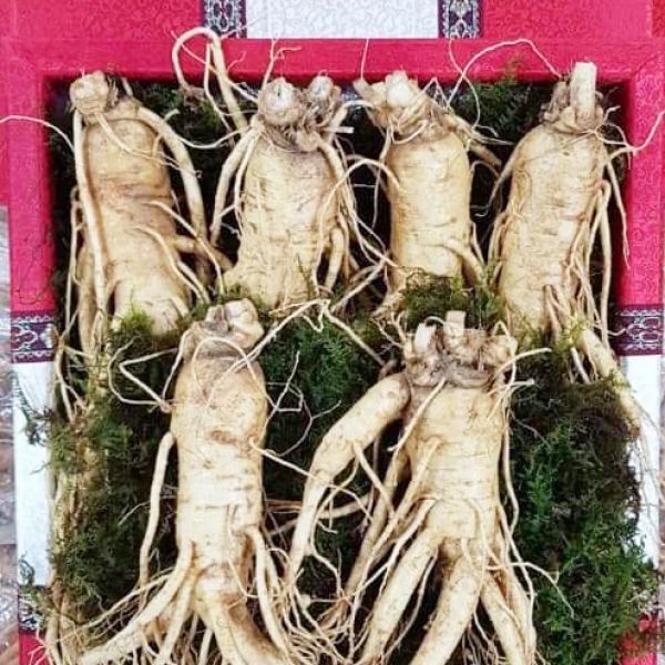 Fresh ginseng in special gift box 