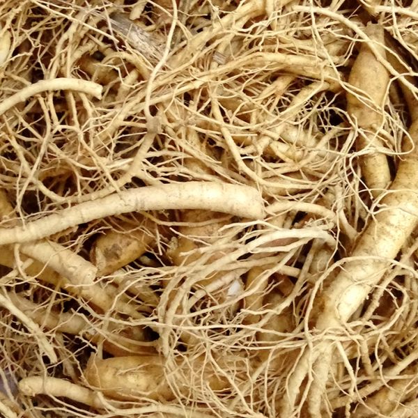 Fine ginseng root