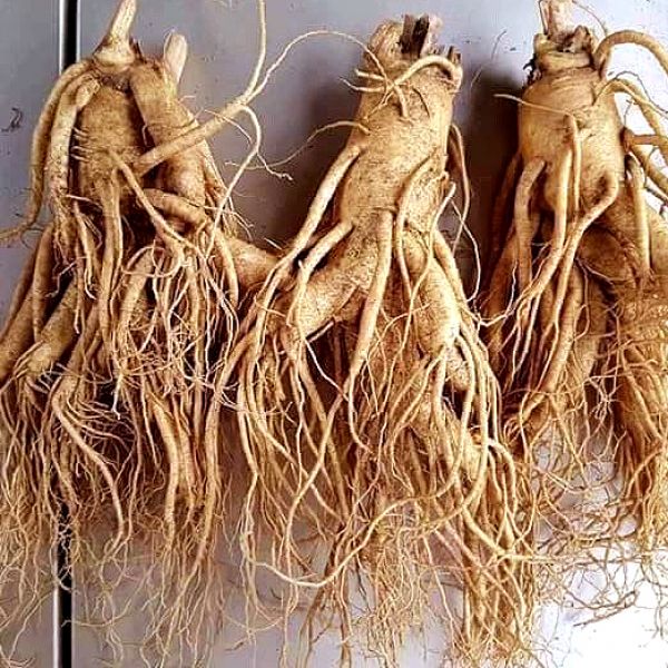 3 roots per kg type 2