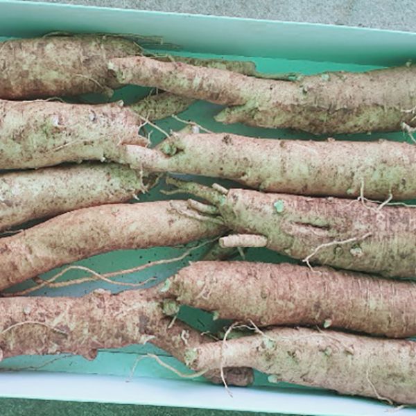 Main root (9-10 roots/kg)