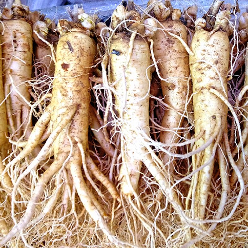 12-15 roots per kg type 1