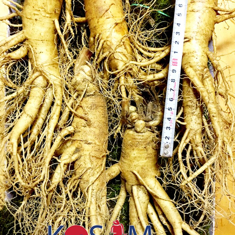 5 roots per kg type 1