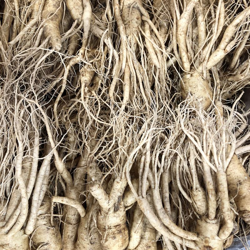 16-20 roots per kg type 2