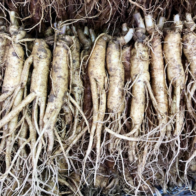 16-20 roots per kg type 1