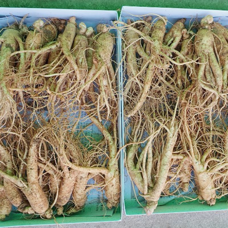 25-35 roots per kg type 2