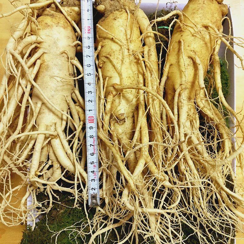 3 roots per kg type 1
