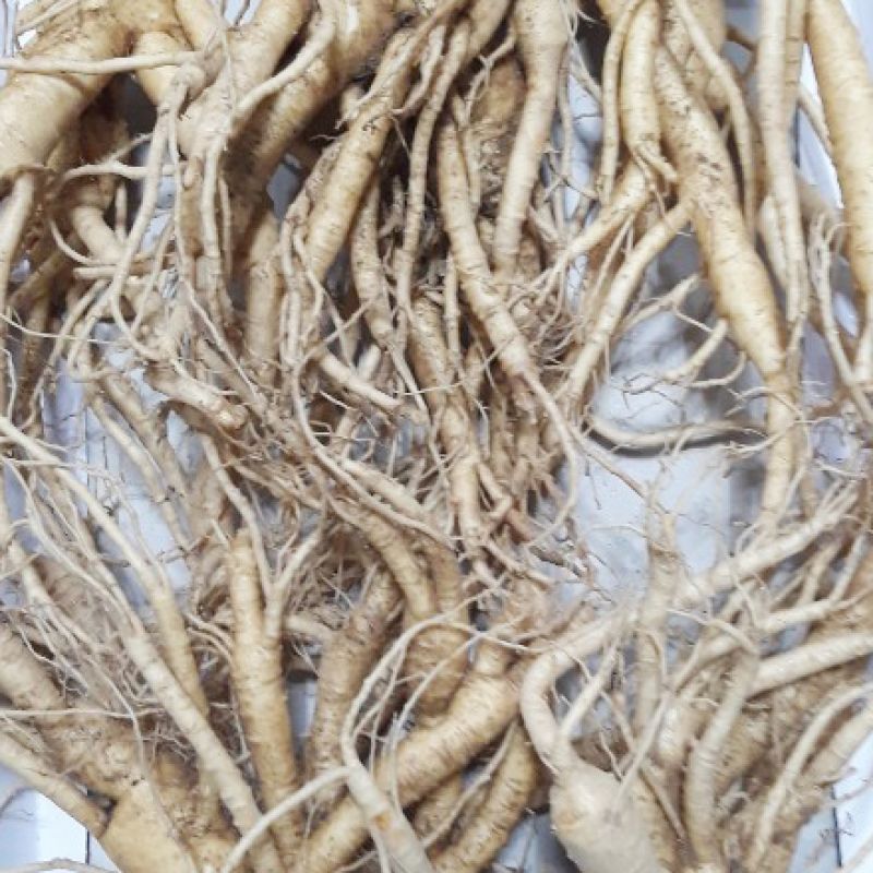 5 roots per kg type 2