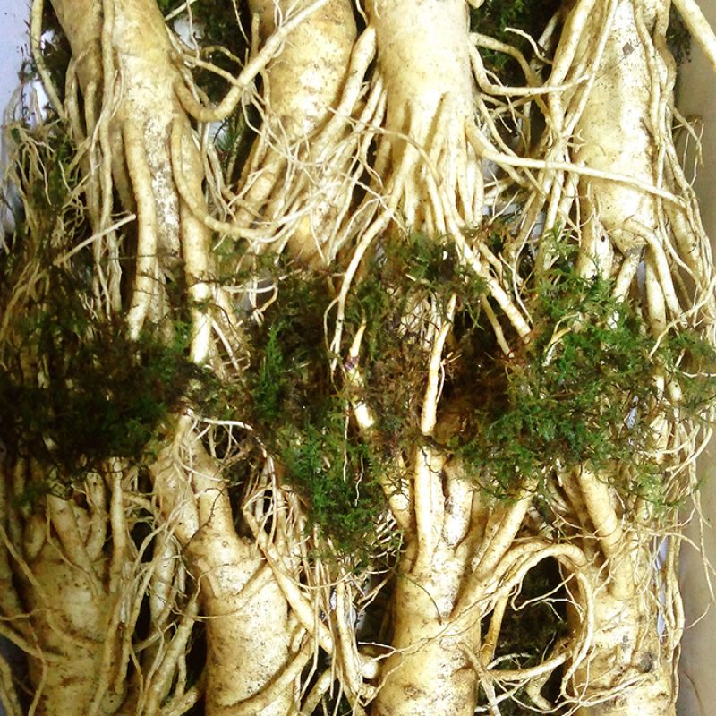 8 roots per kg type 1